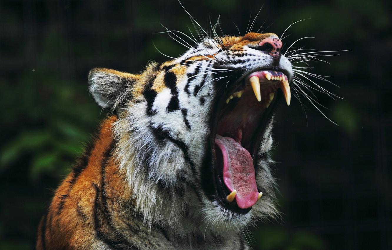 Wallpaper Tiger, roar, mouth, teeth, yarn image for desktop