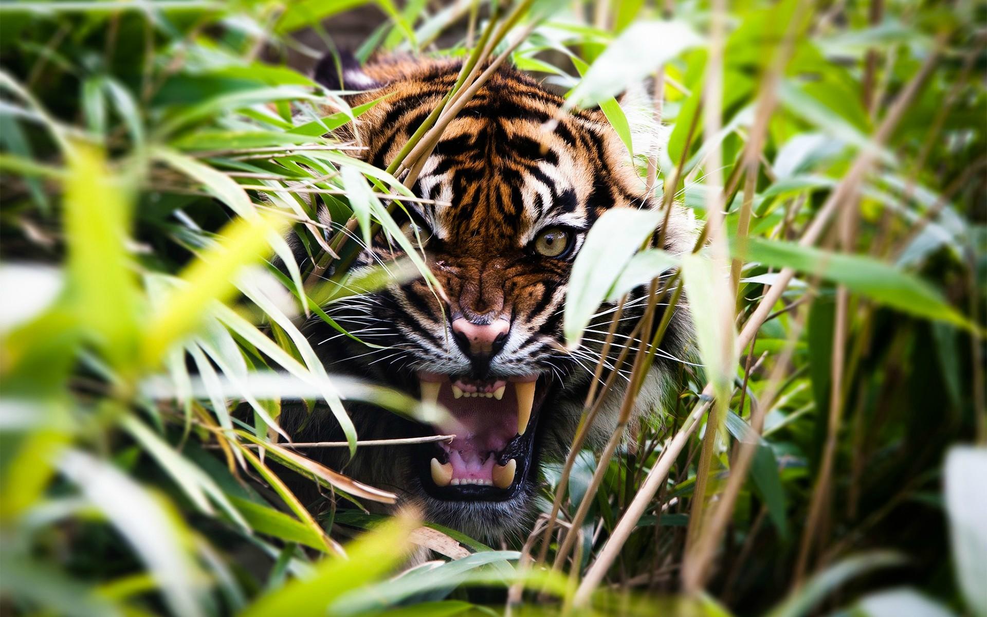 Tiger Roar [1920x1200]