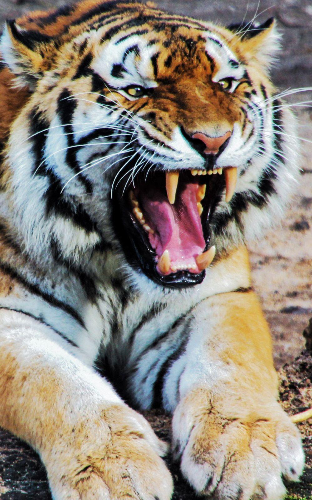 Tiger Roar Sound Animal Mobile Wallpaper. Wallpaper. Mobile