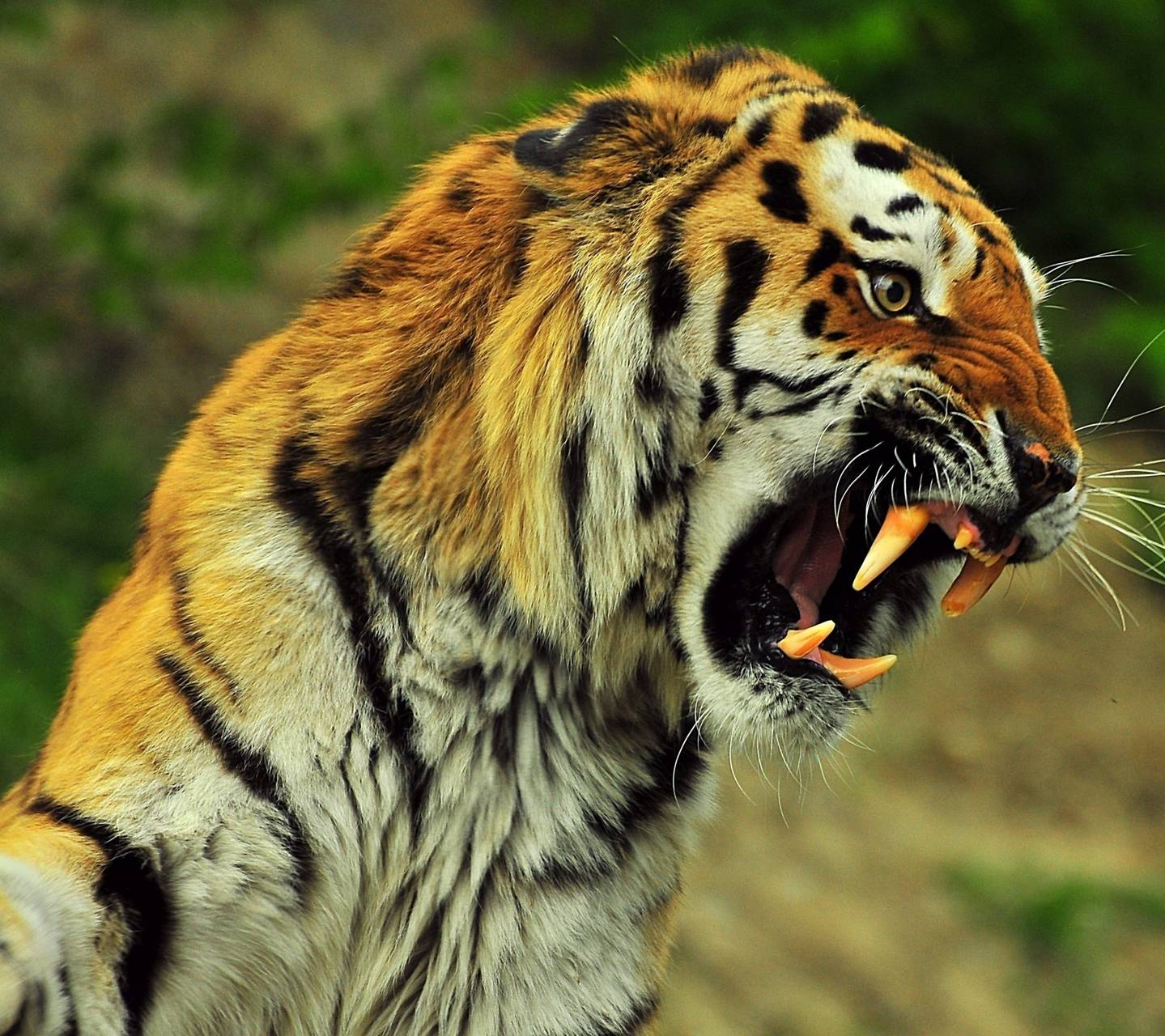 Tigers Roaring Wallpaper