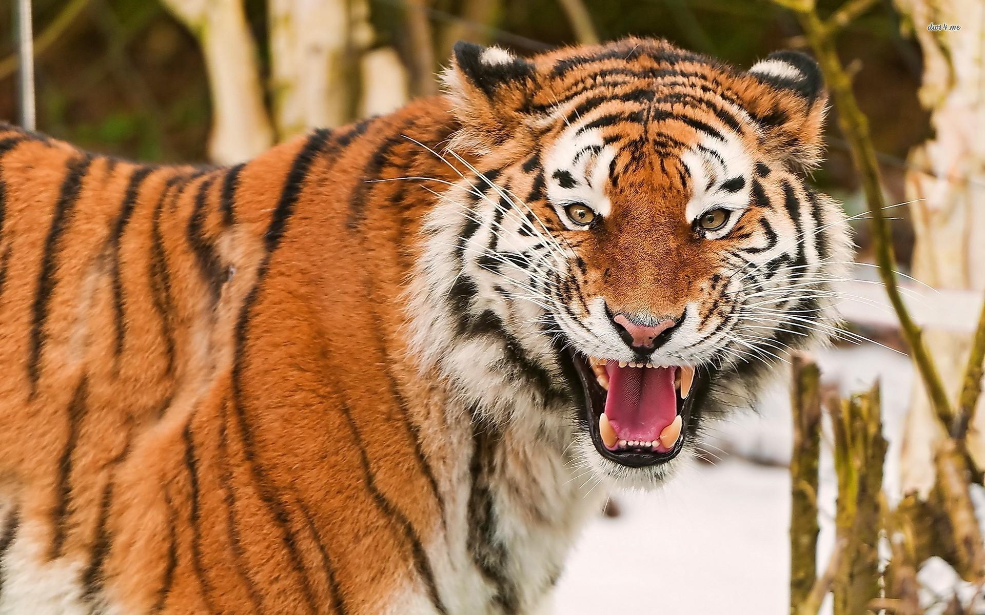 Animal Tigers Roaring HD Wallpaper, Background Image
