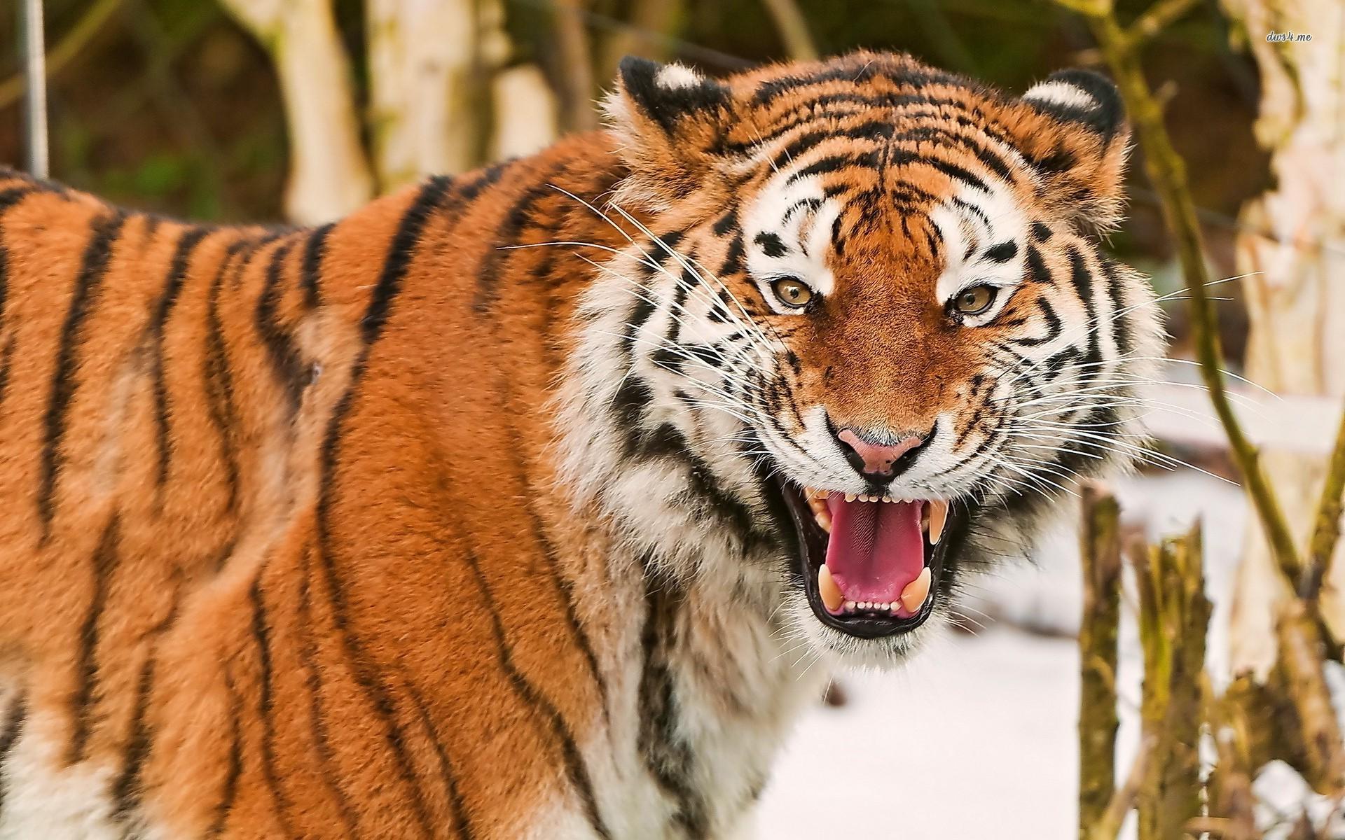 Tiger Roaring Wallpapers Wallpaper Cave