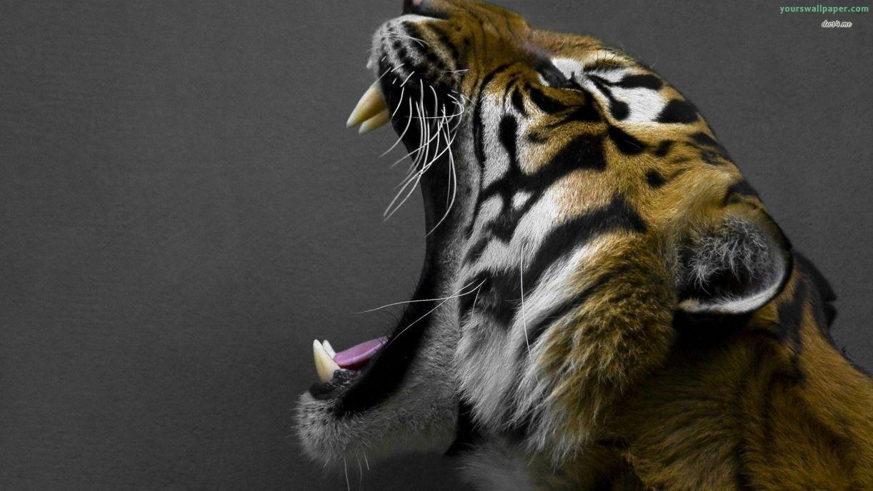 Desktop Wallpaper, Animals, Tiger, Roaring, HD Wallpaper, Widescreen