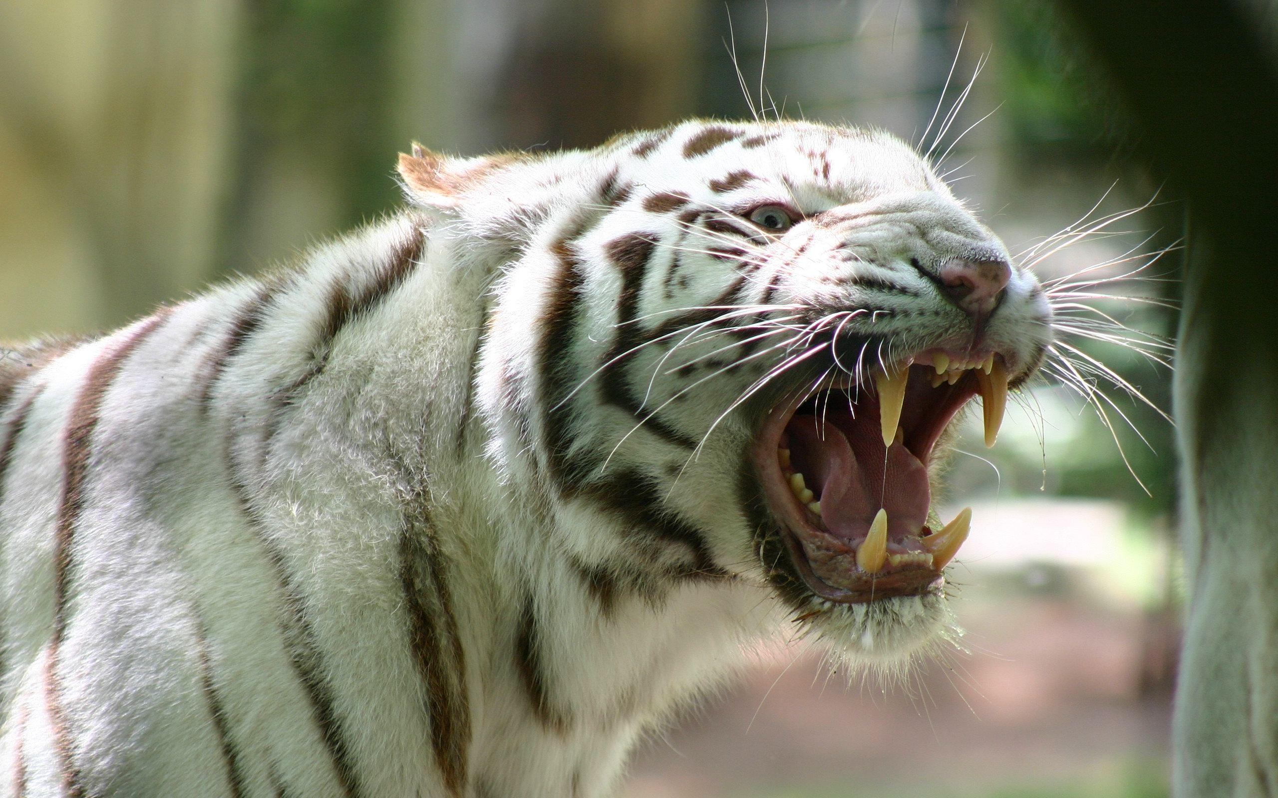 Tiger Roaring Image