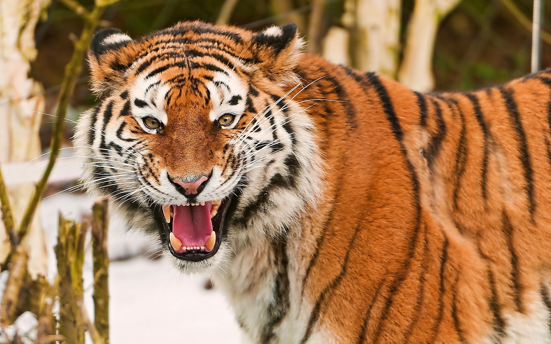 Tigers Face Roaring HD Wallpaper, Background Image