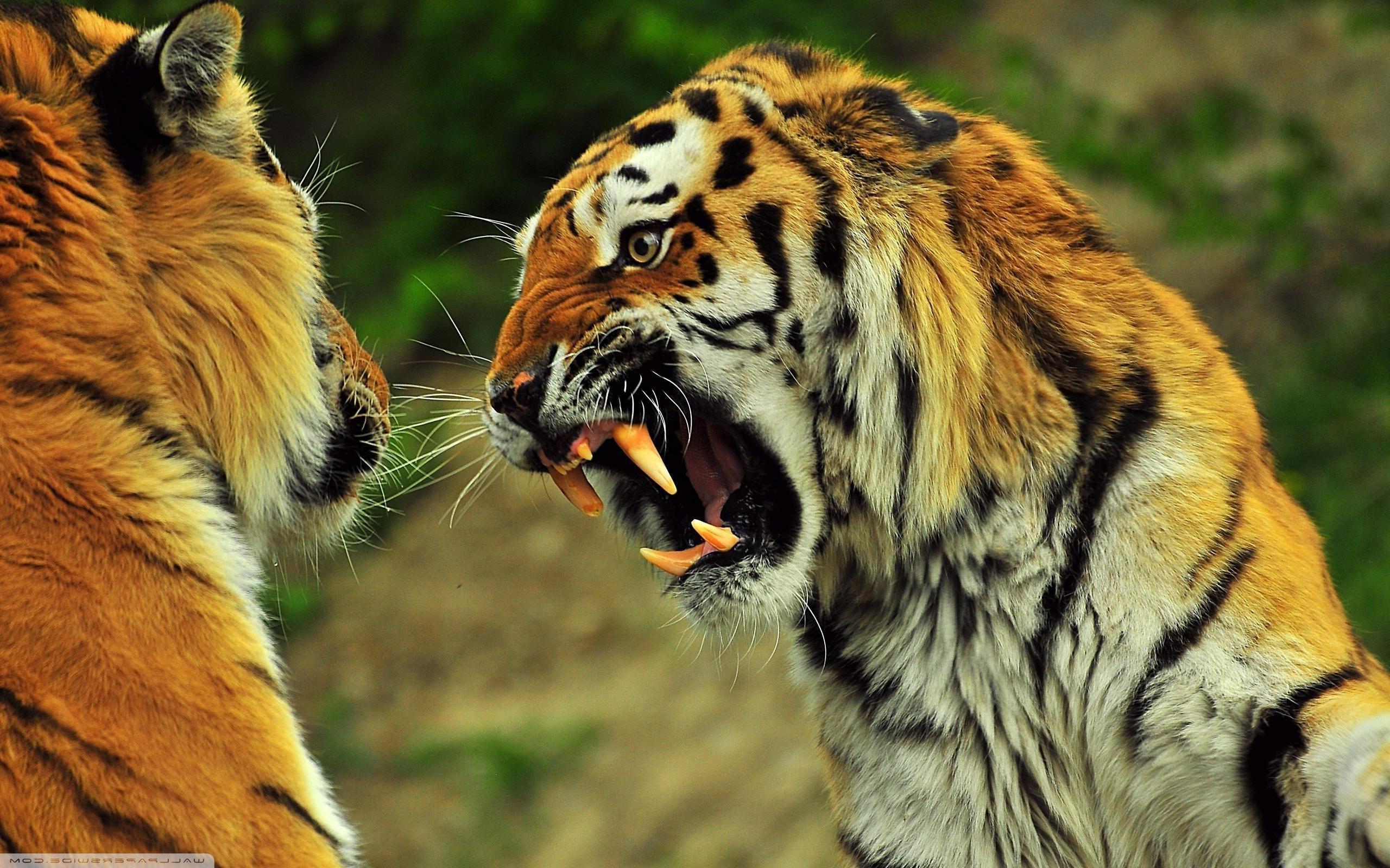 Tigers Roaring download high quality desktop wallpaper