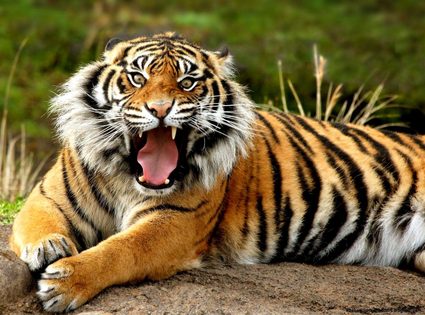 Tigers Roaring. Free Best HD Wallpaper