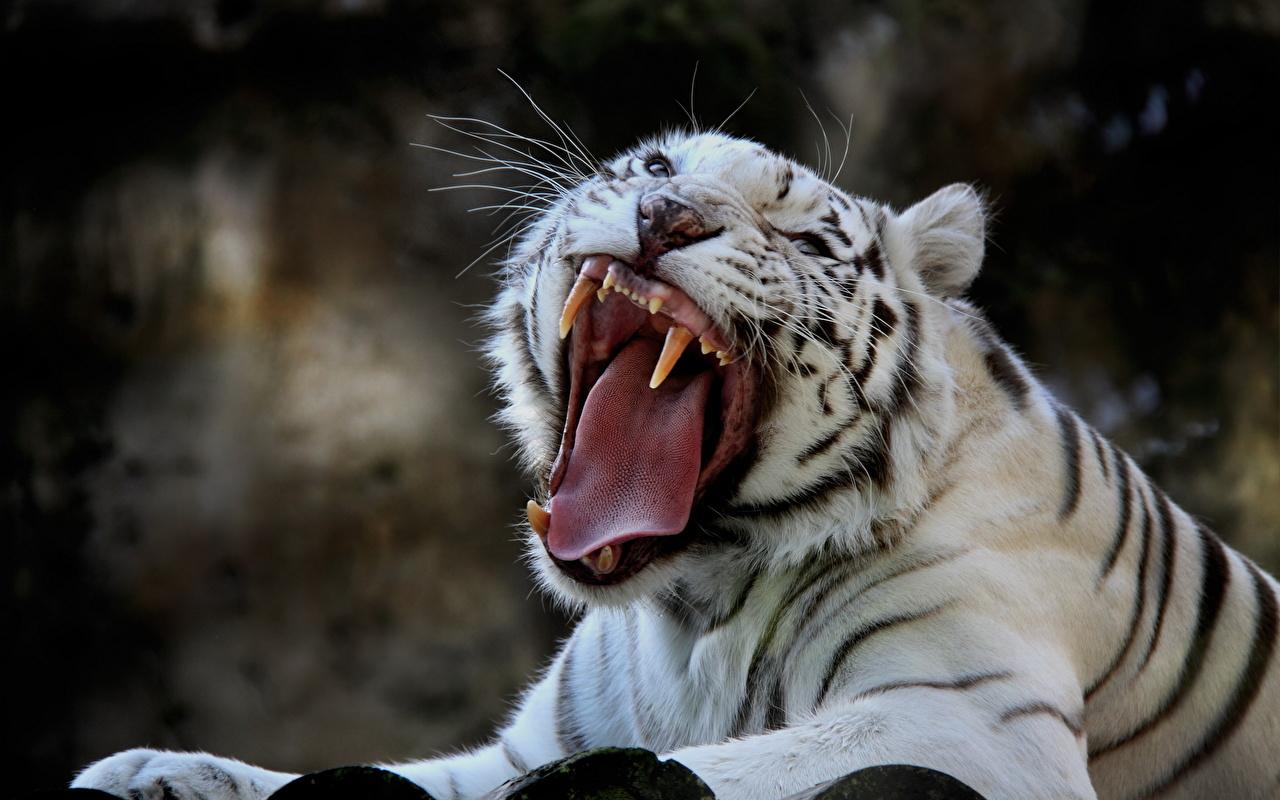 image Tigers Big cats White Roar Animals