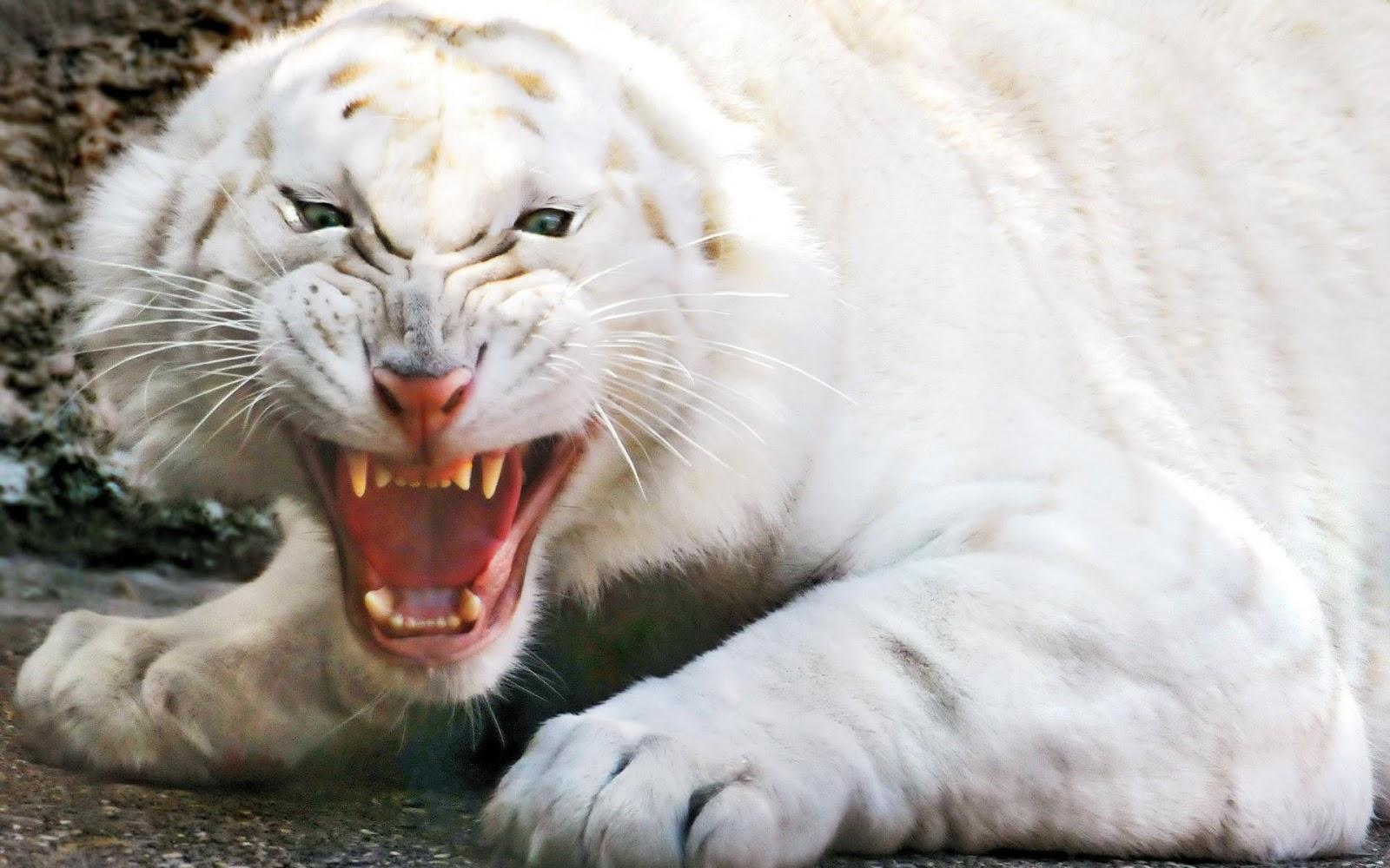 White tiger roaring wallpaper