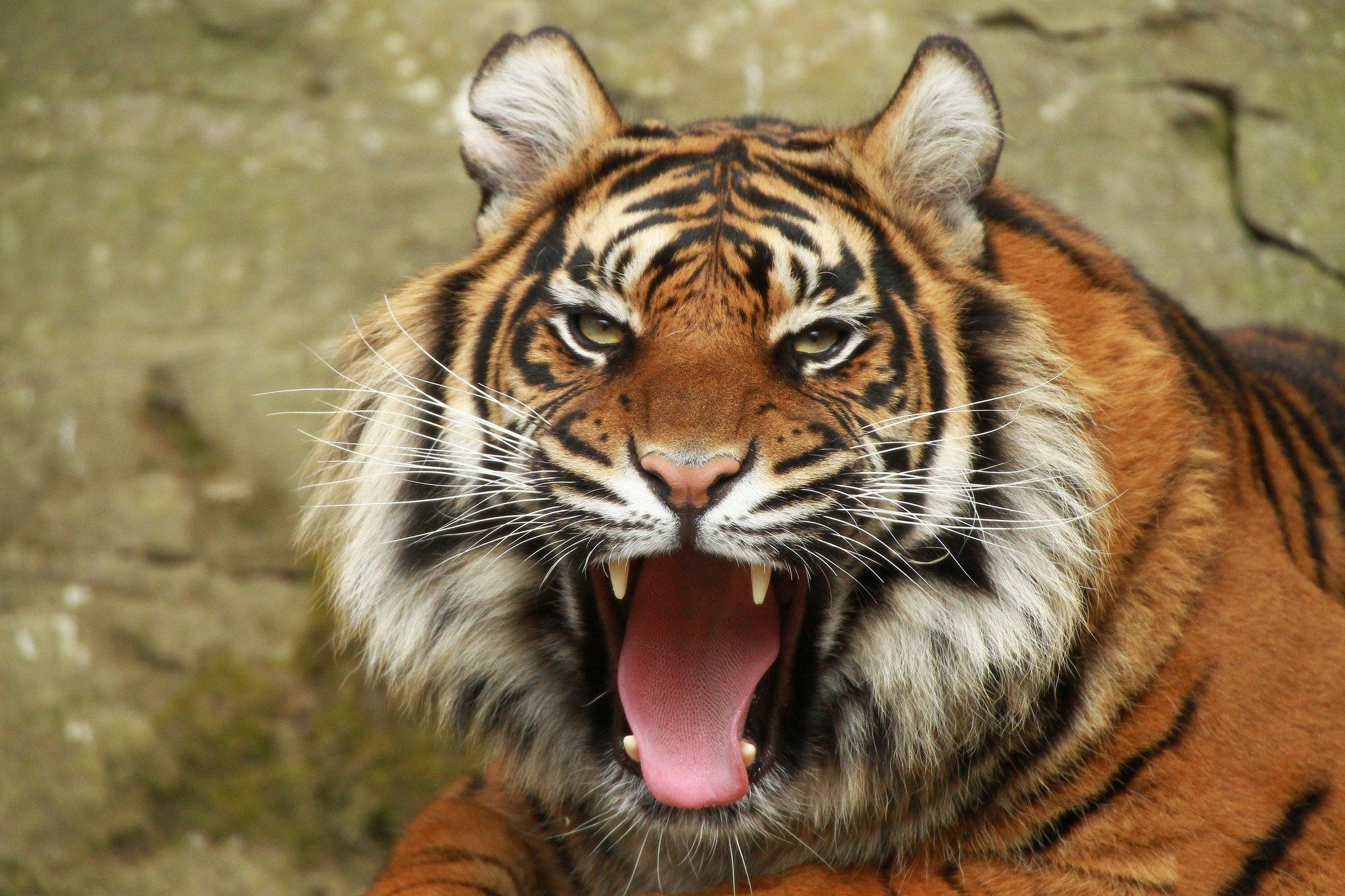 big, Cats, Tiger, Roar, Animals .wallup.net