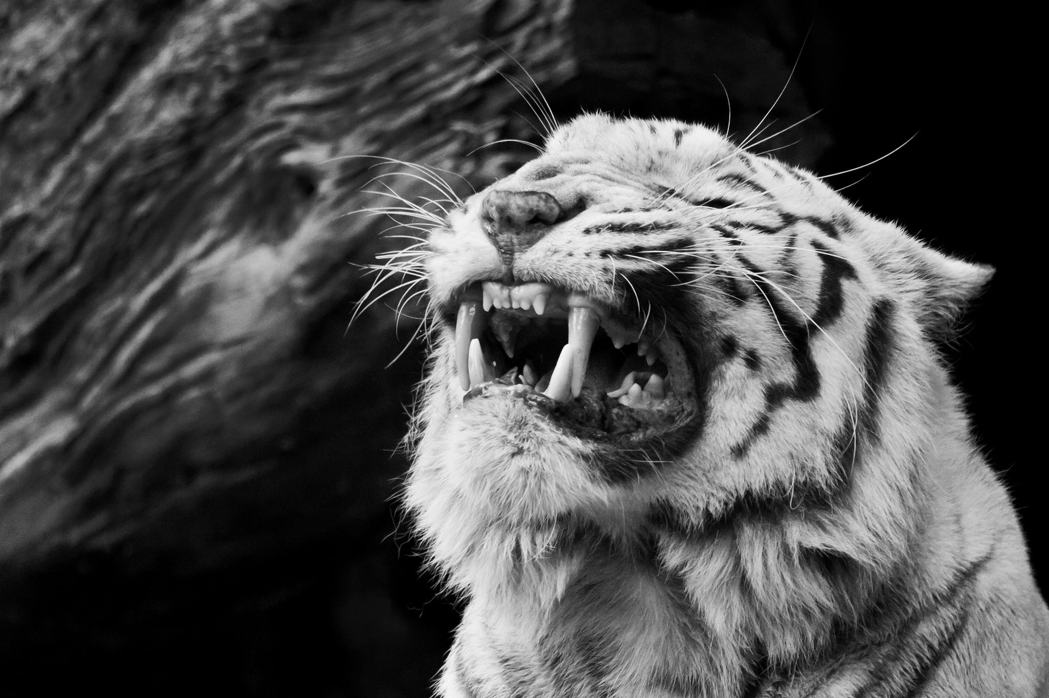 Big Cats Tigers Roar Teeth Animals Tiger B W Wallpaperx1363