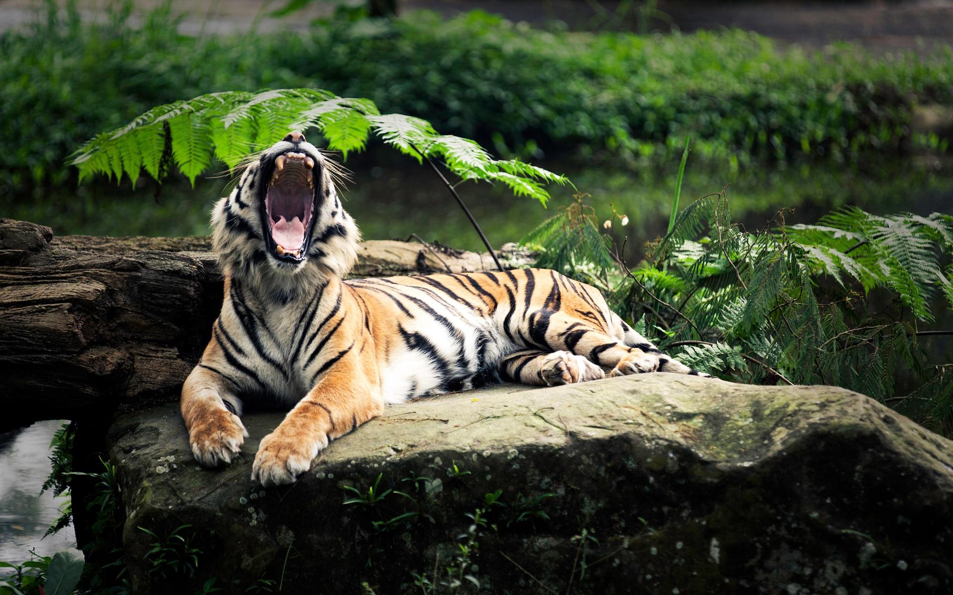 Wallpaper The tiger's roar 1920x1200 HD Picture, Image