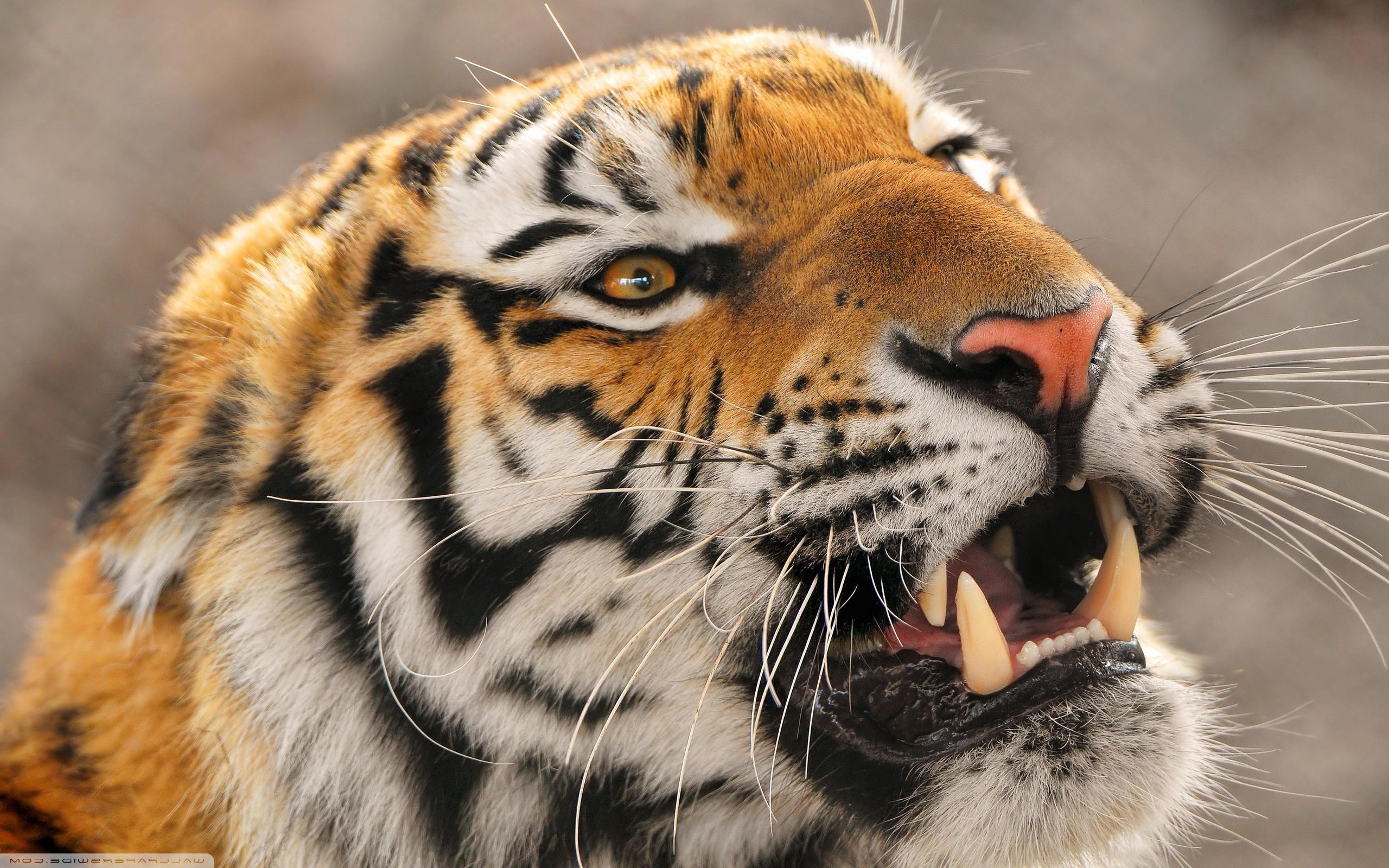 Tiger Roaring download high quality desktop wallpaper