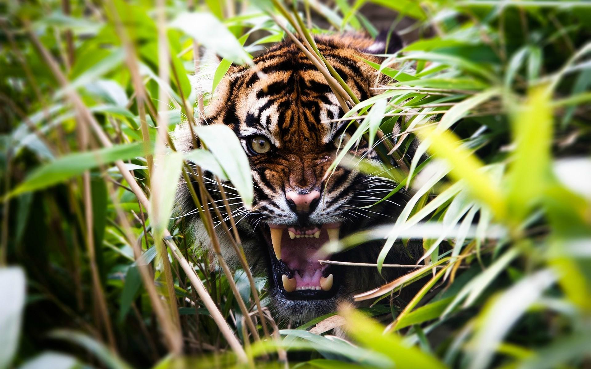 depth of field animals tiger plants roar wallpaper