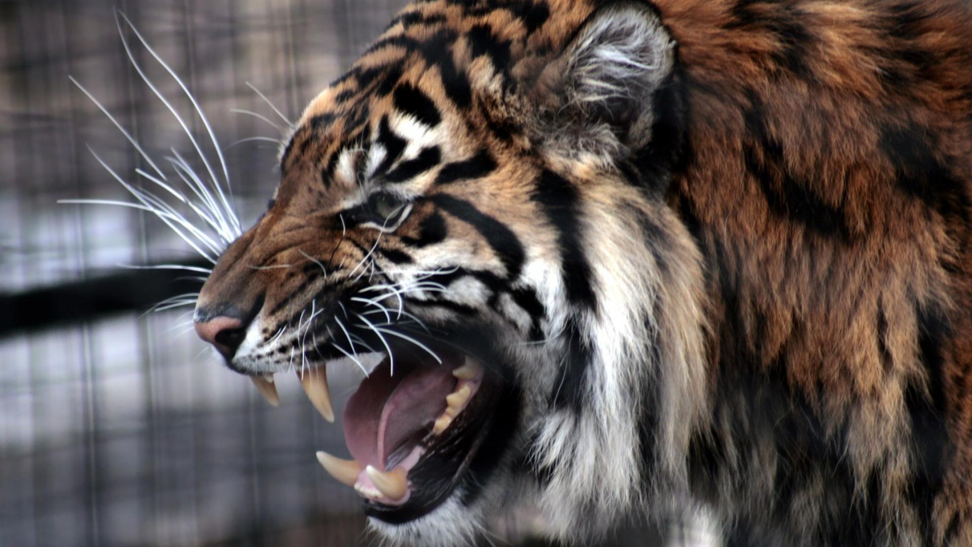Animals tigers roar Wallpaper