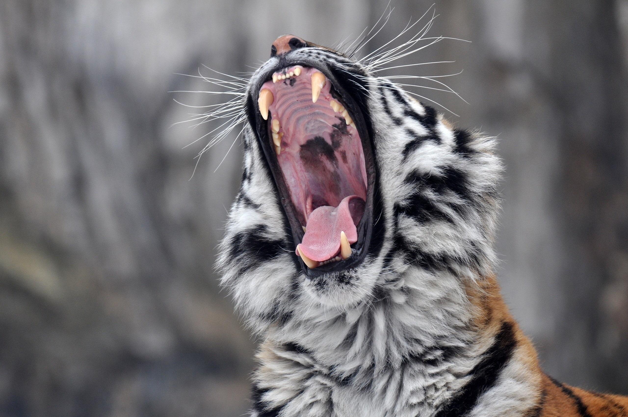 HD wallpaper: tiger, roar, yawning, animal themes, one animal