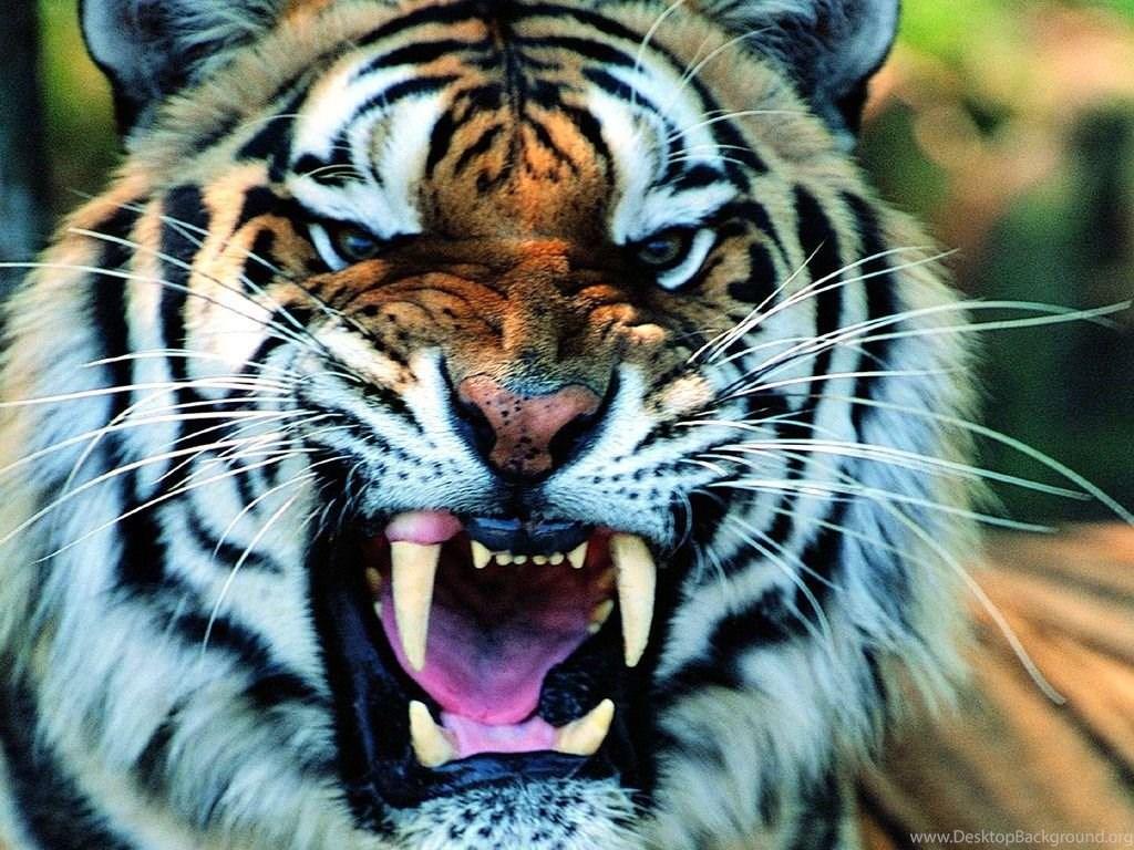 Tiger Roar HD Photo My Free Wallpaper Hub Desktop Background