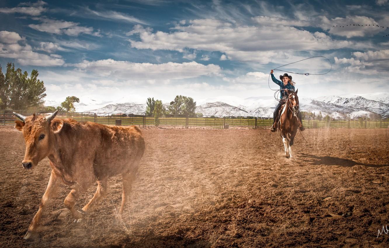 Wallpaper horse, farm, rodeo, Cowgirl, ropping cattle image for desktop, section ситуации