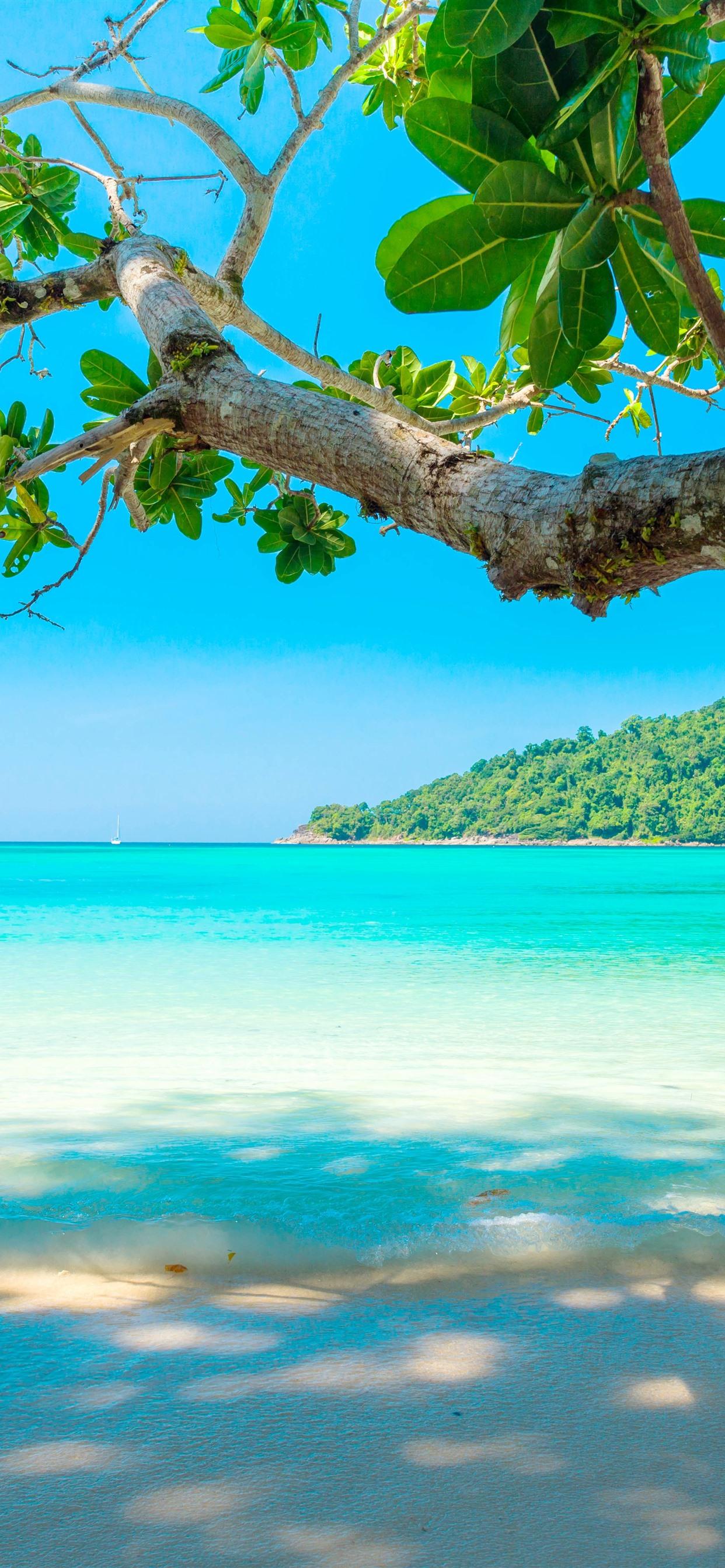 Beautiful sea, beach, tree, tropical 1242x2688 iPhone XS Max