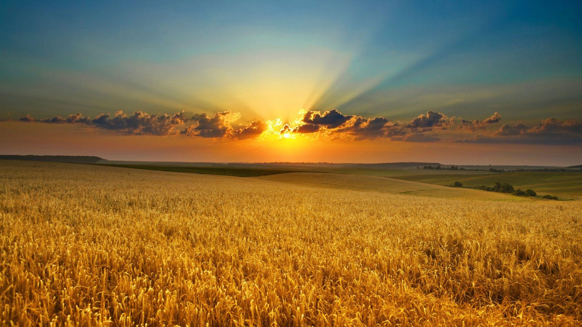 Summer evening cornfield. Sunset wallpaper, Sunrise wallpaper, Nature wallpaper