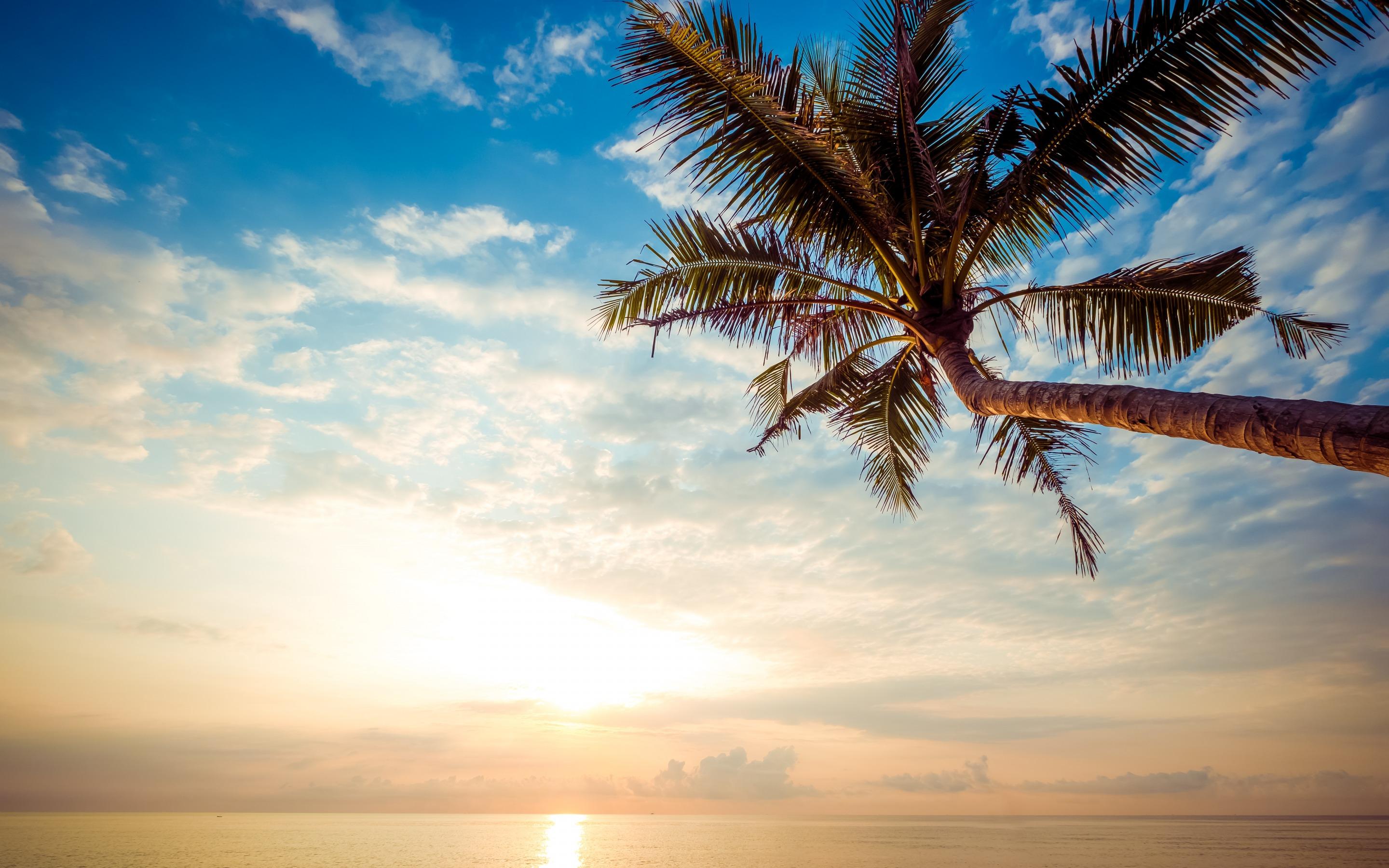 Download wallpaper palm tree, summer, tropical island, evening
