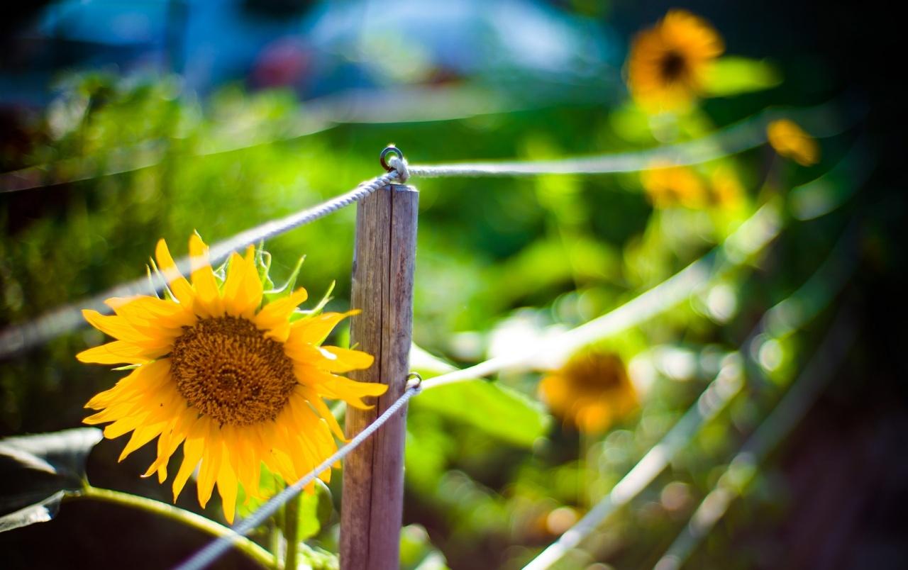 Sunflower Garden wallpaper. Sunflower Garden