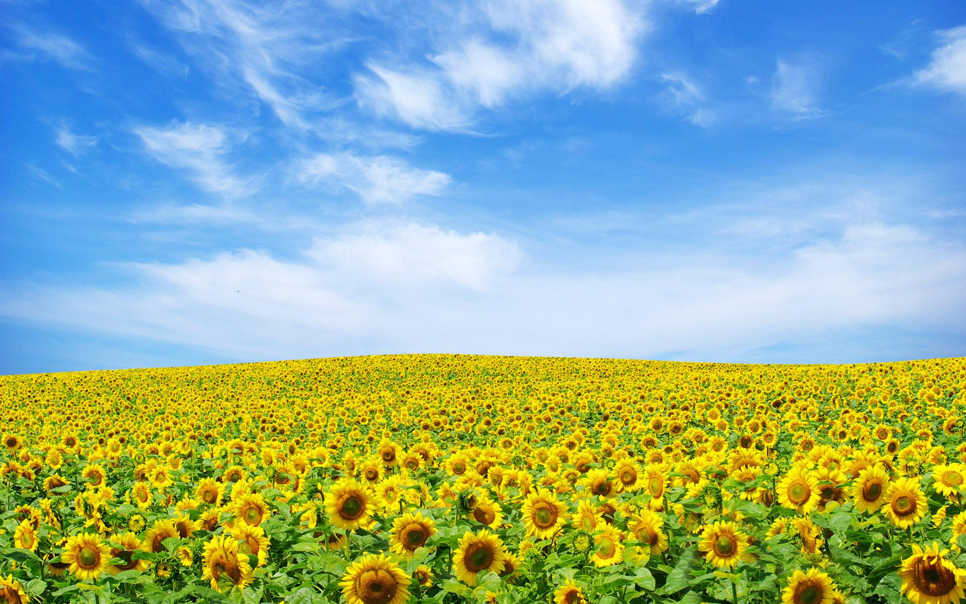 Download Sunflower Landscape Wallpaper HD Wallpaper 1920x1200
