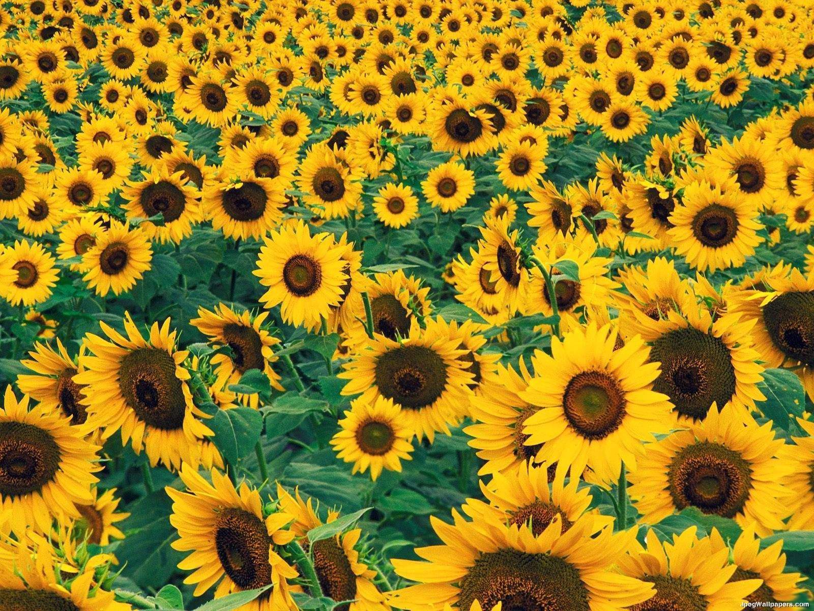 Sunflower Picture wallpaperx1200