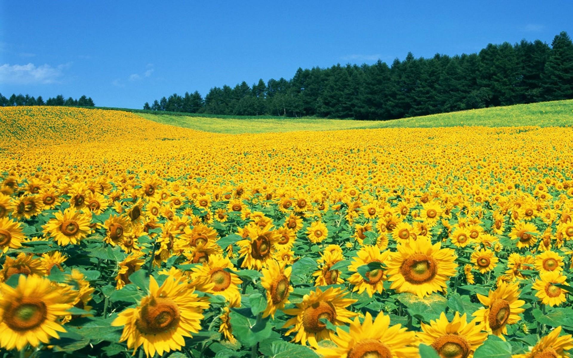 Download Sunflower Field Picture Background Wallpaper HD Sunflower