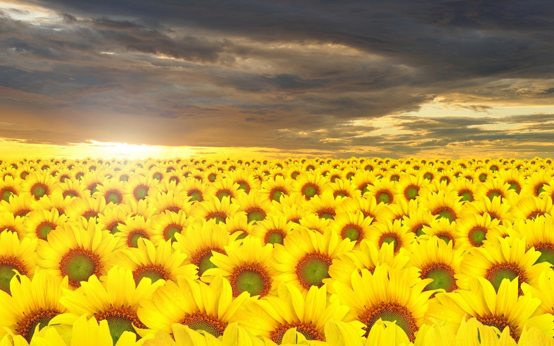 Sunflowers Field. Android wallpaper for free