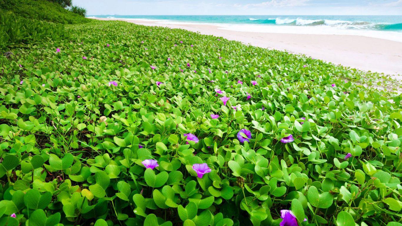 Beaches: Beach Morning Glory Flowers Seashore Splendor Nature