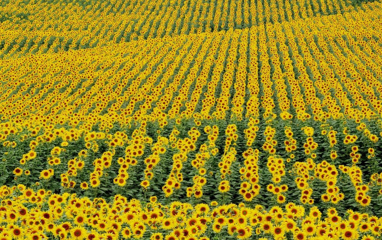 Sunflower Field wallpaper. Sunflower Field