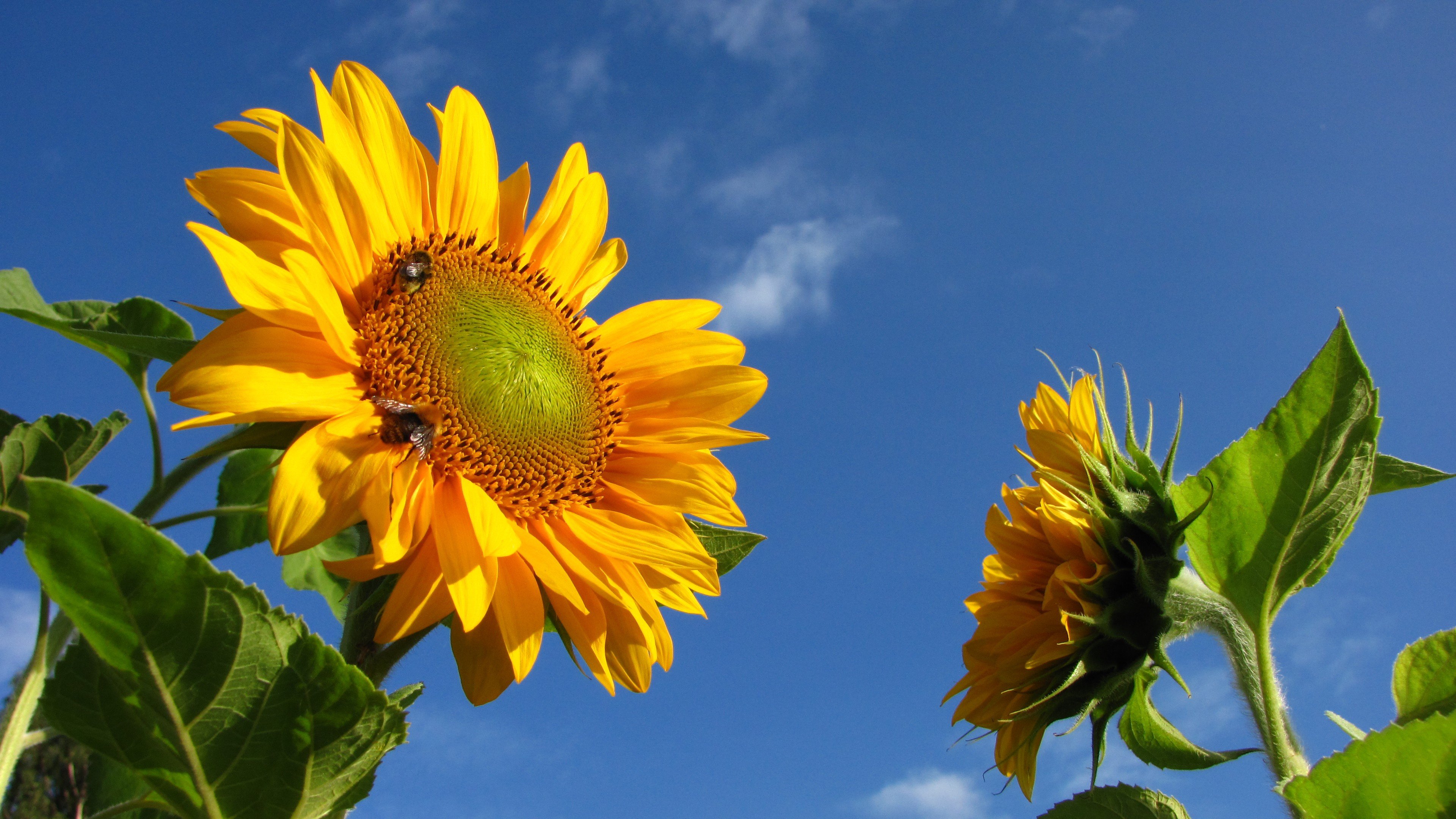 Flower Yellow Bluesky Sunflower Garden Summer 3D Wallpaper Download
