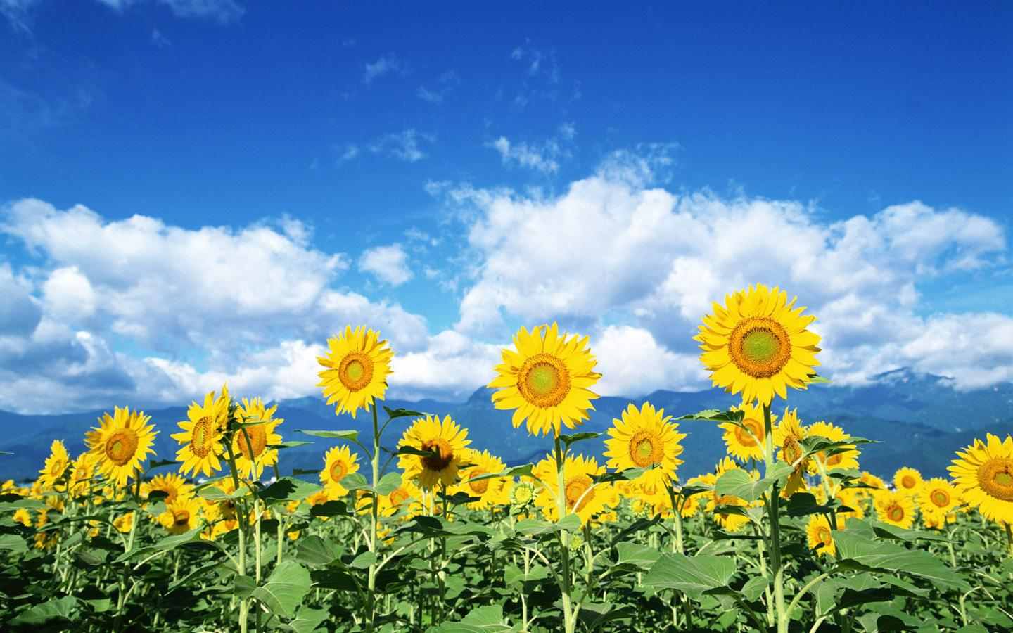 Group of Desktop Wallpaper Sunflower Field