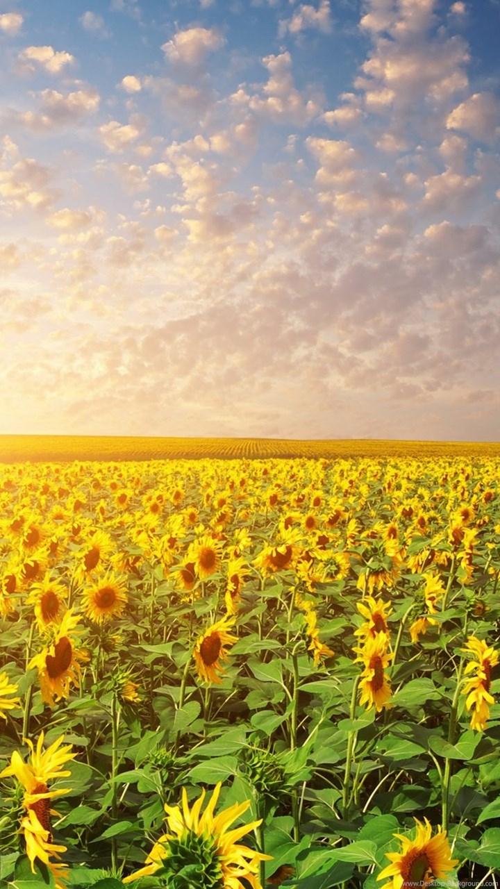 Sunset Rays On Sunflower Garden Wallpaper Cvggnd Desktop Background