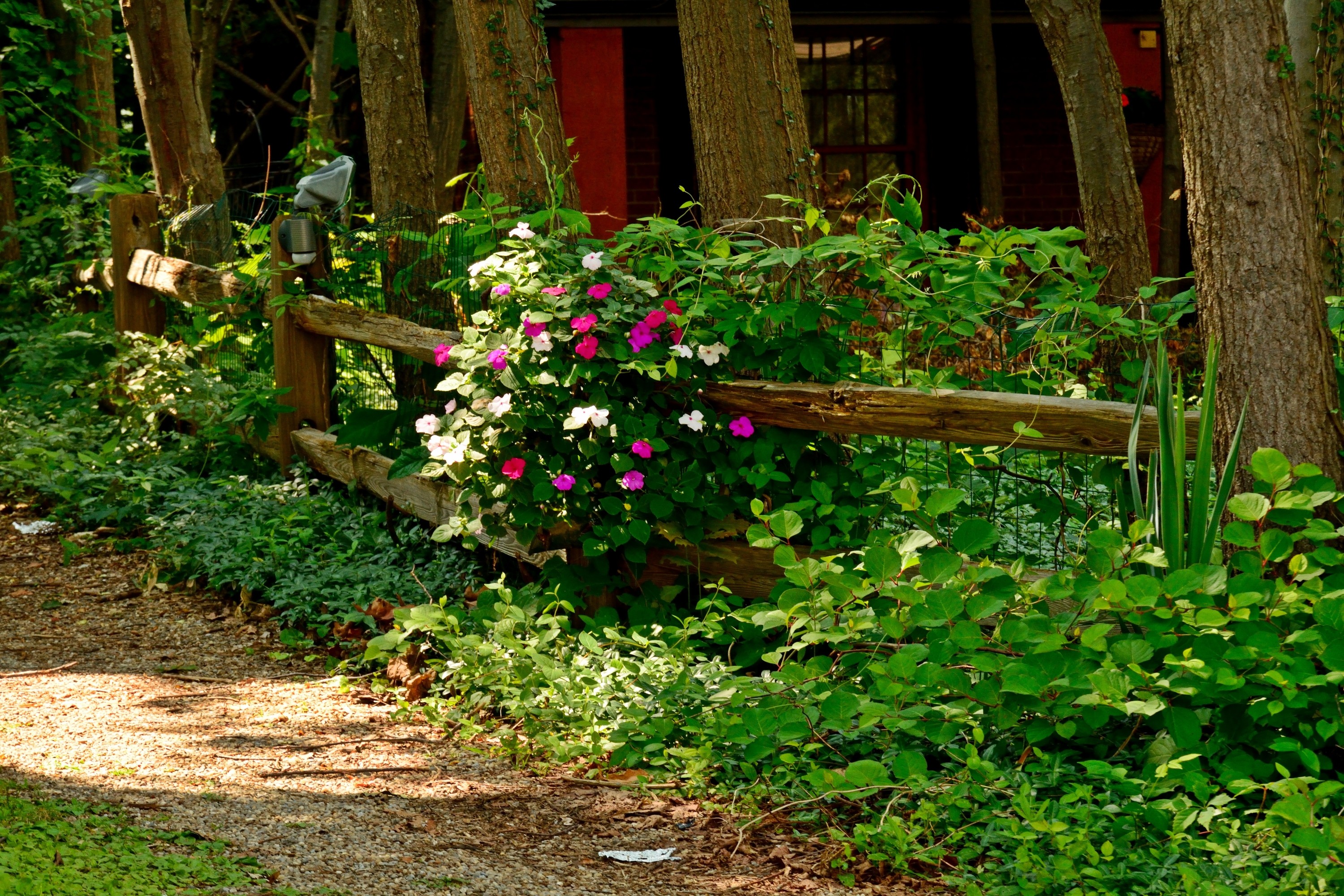 Flowers: Beautiful Summer Scene Fence Scenic Free Wallpaper for HD