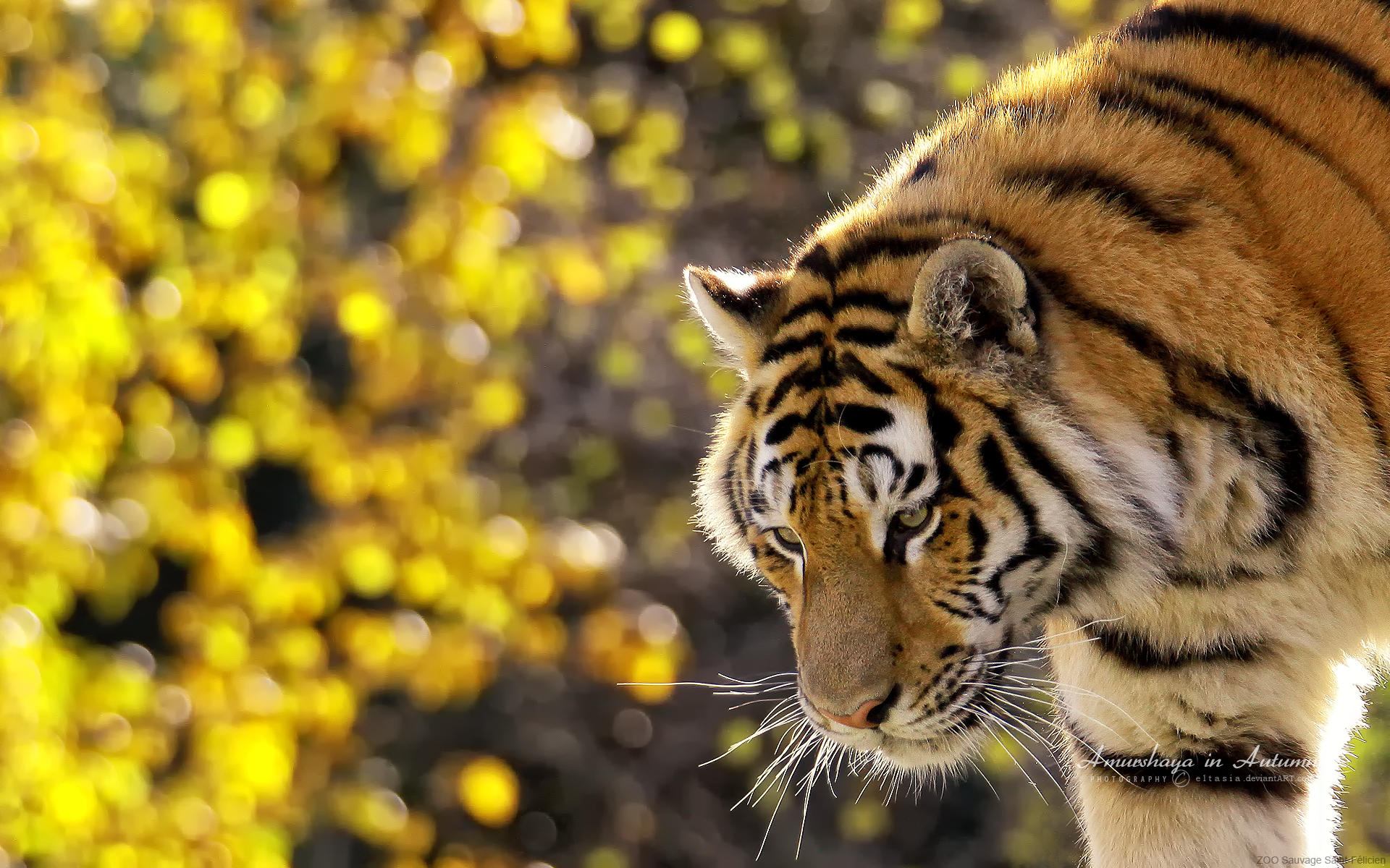 Beautiful Tiger Wallpaper