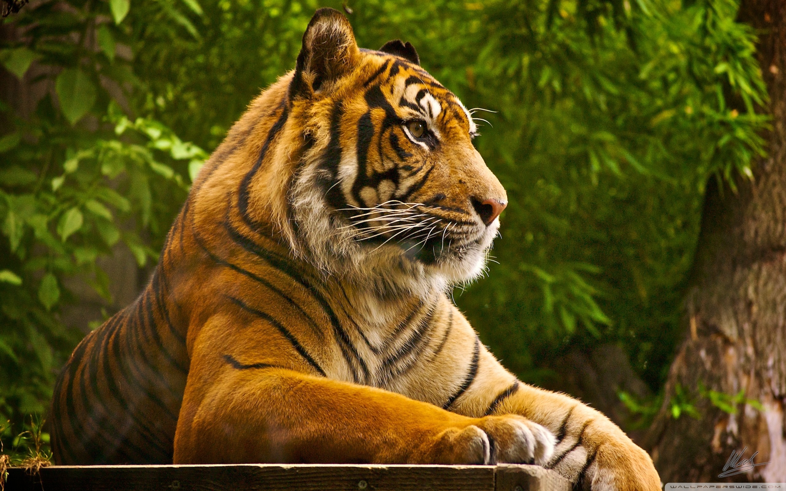 Beautiful Tiger ❤ 4K HD Desktop Wallpaper for
