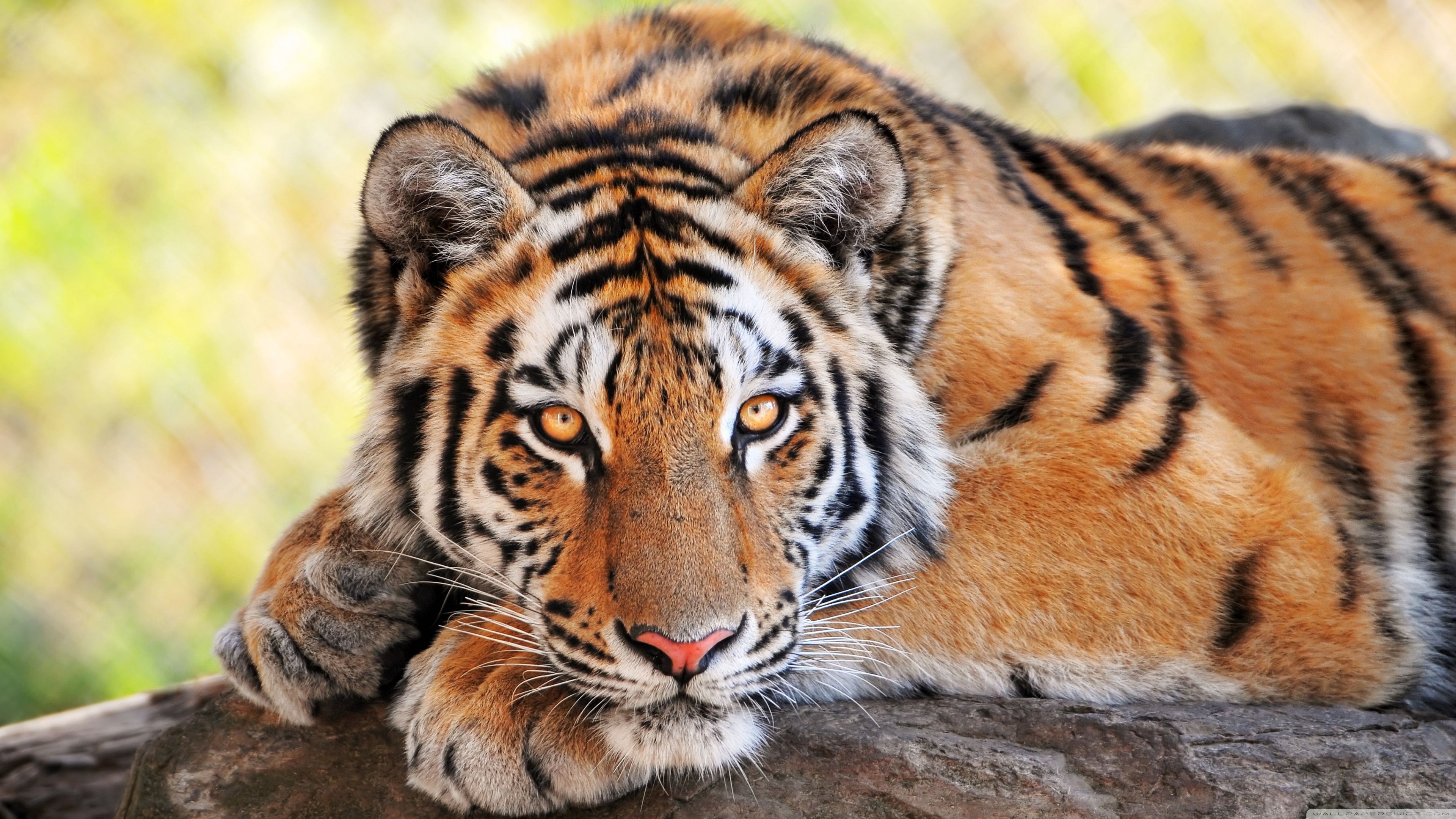 Some of my favorite wildlife and animal picture. Big cats, Tiger wallpaper, Save the tiger