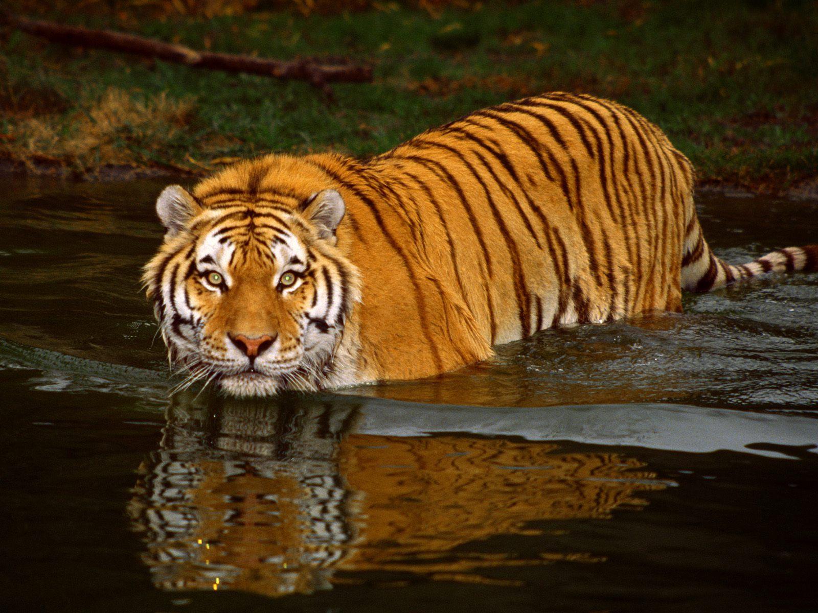 Pet Animals Wild Animals Wallpaper Picture: Tiger Wallpaper HD