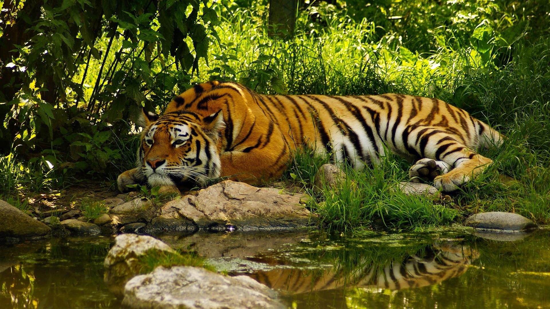 Beautiful Tiger Sleeping in Green Jungle Wallpaper