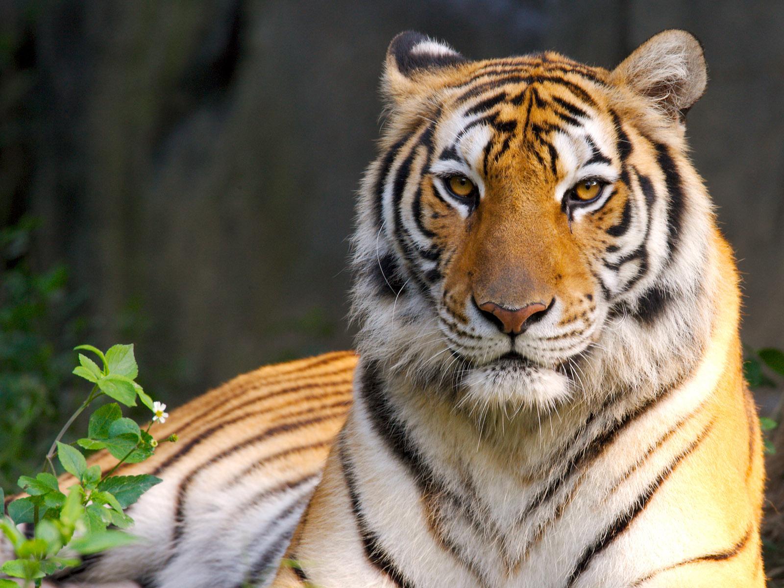 Free download tigers indian tigers cute tigers tiger cu bs tigers