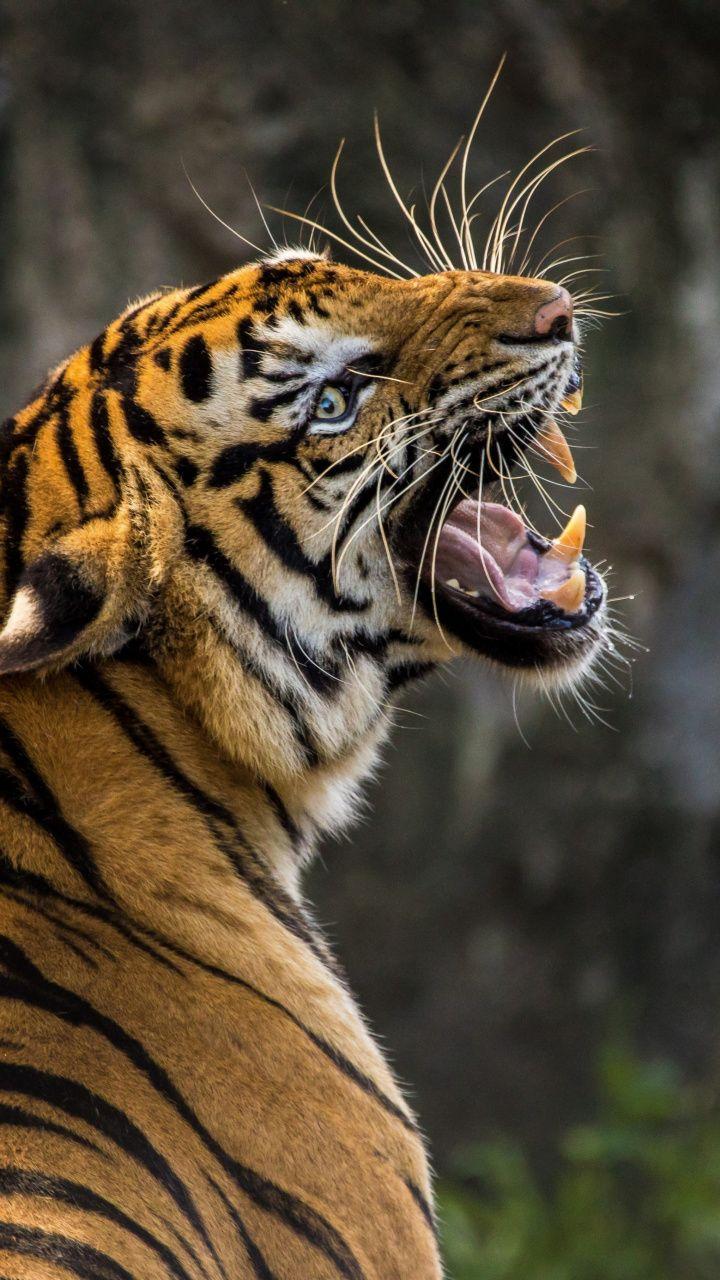 wallpaper Angry tiger, muzzle, predator. Animals