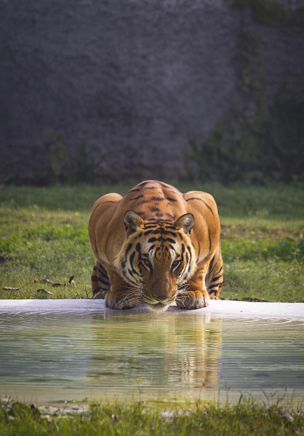 Tiger Picture. Download Free Image