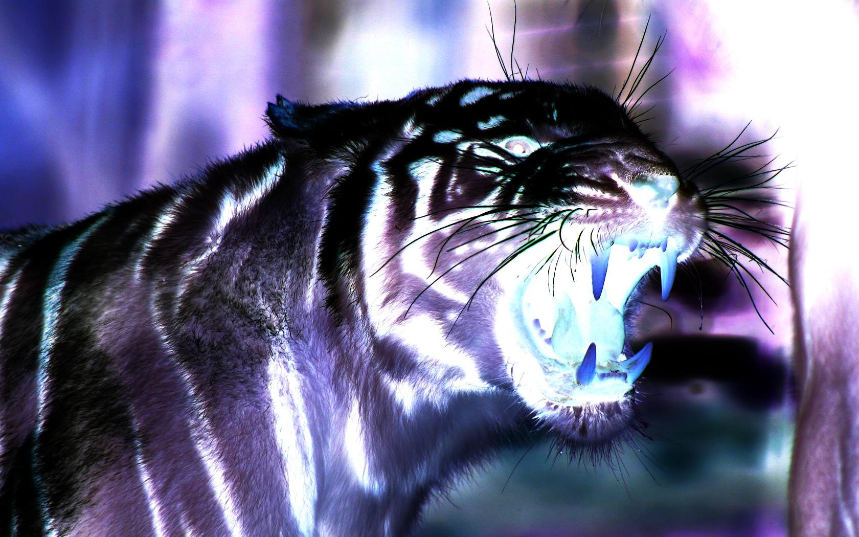3D tiger wallpaper download