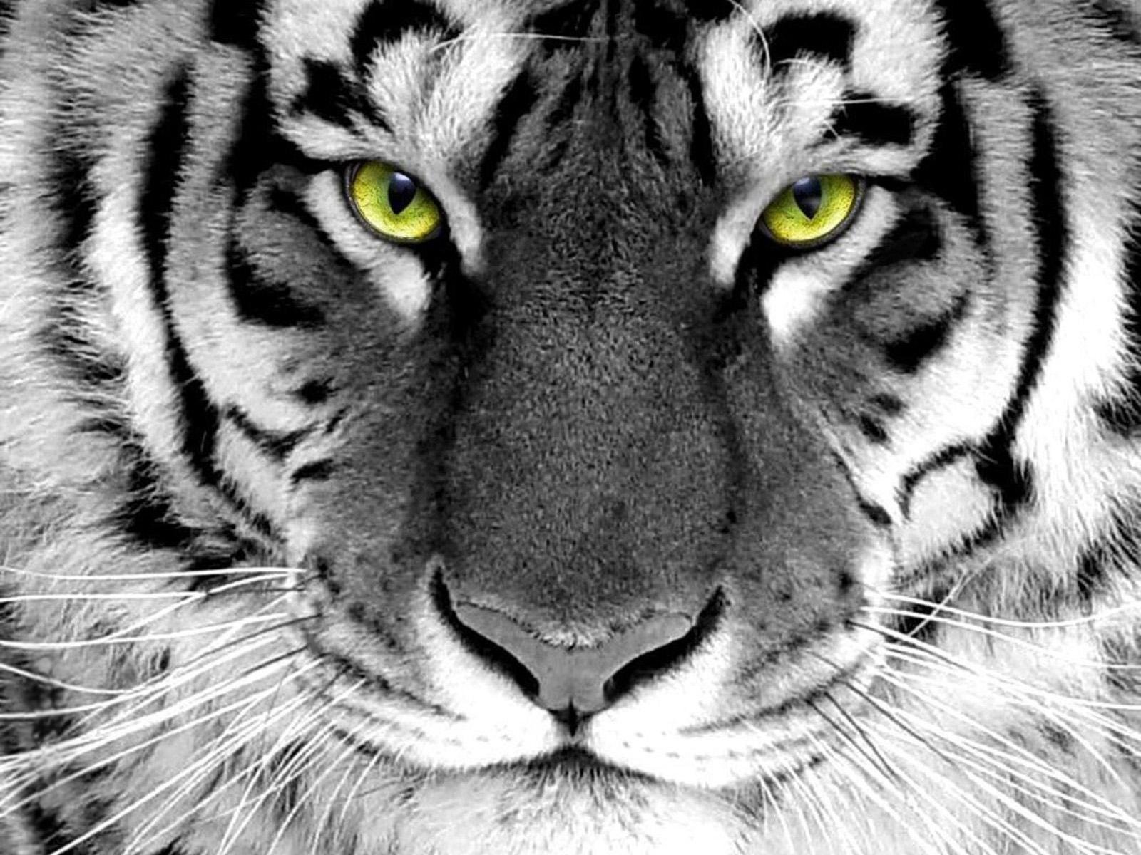 HDMOU: TOP 8 SOME BEAUTIFUL TIGER WALLPAPERS IN HD