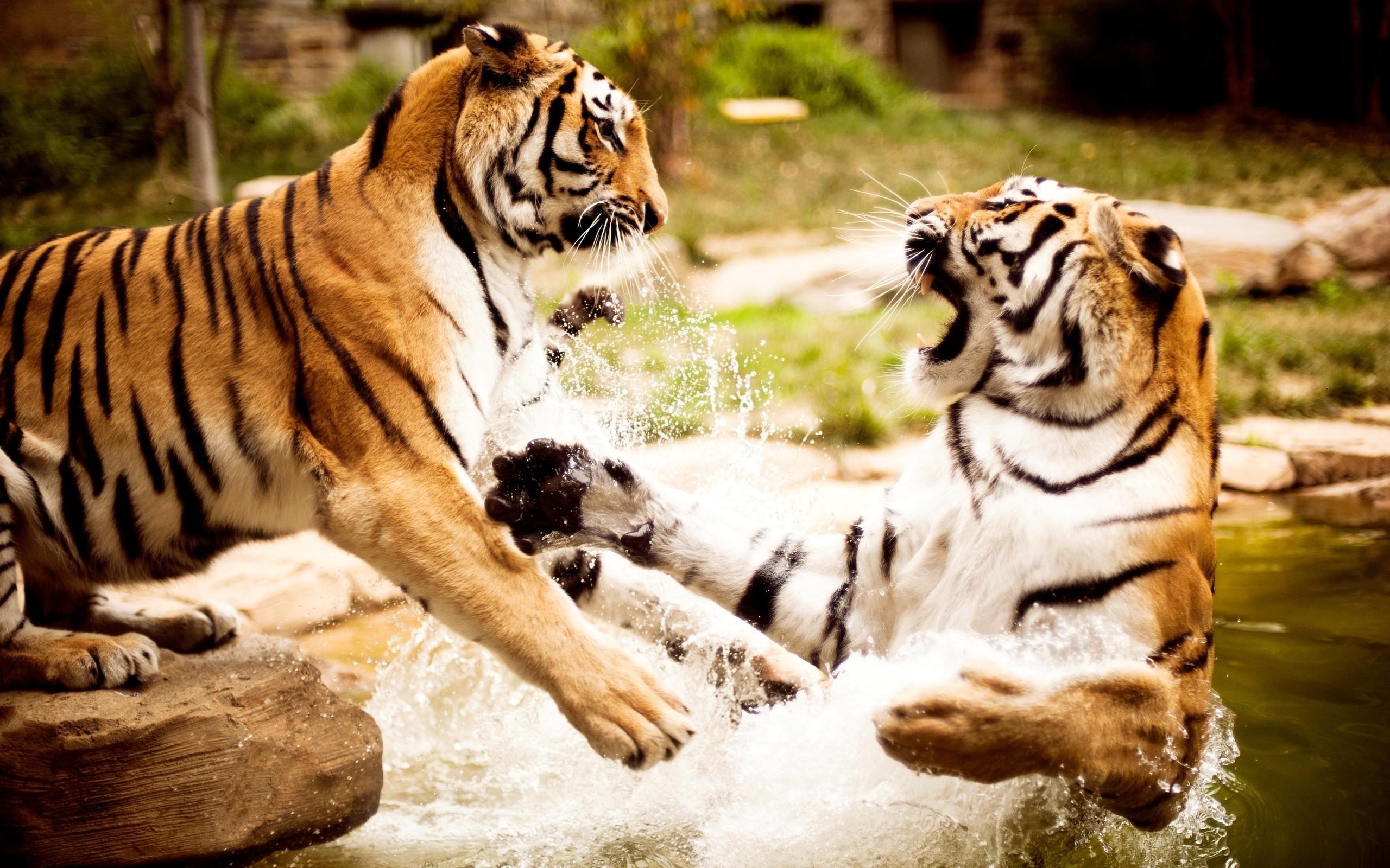 Beautiful Tigers Playing in the Water widescreen wallpaper. Wide