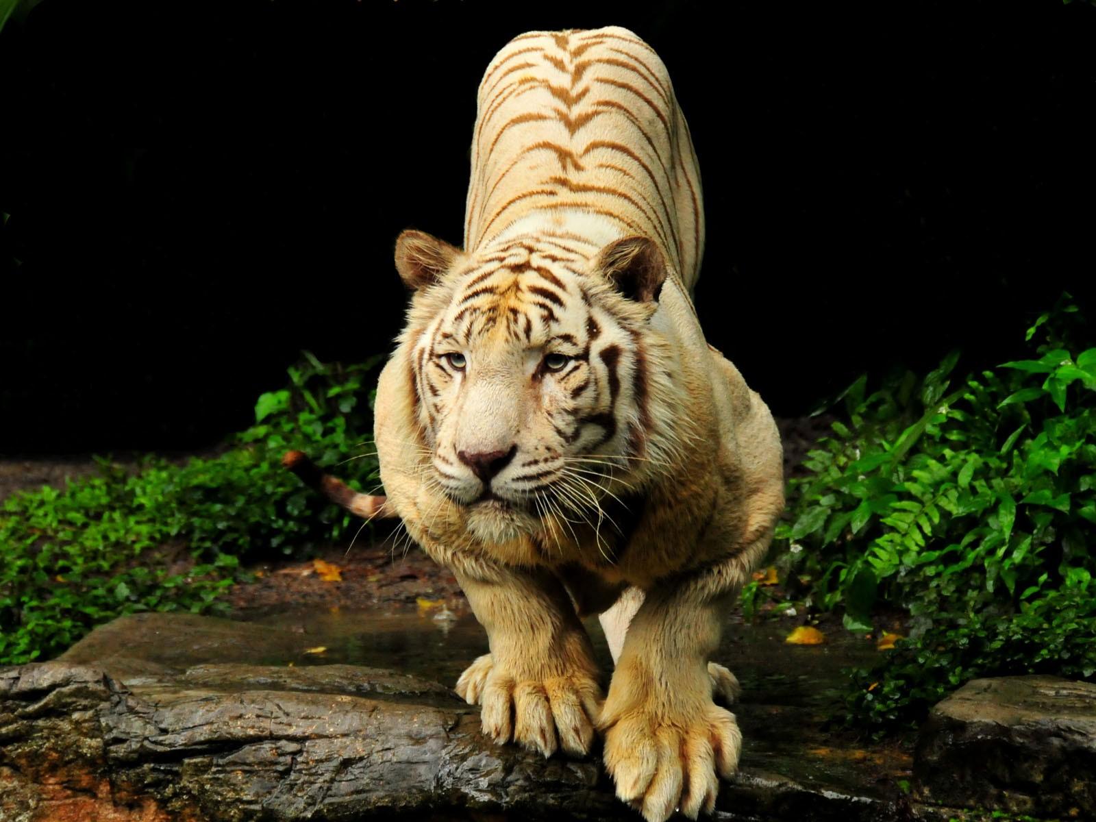 Beautiful tigers photo wallpaper