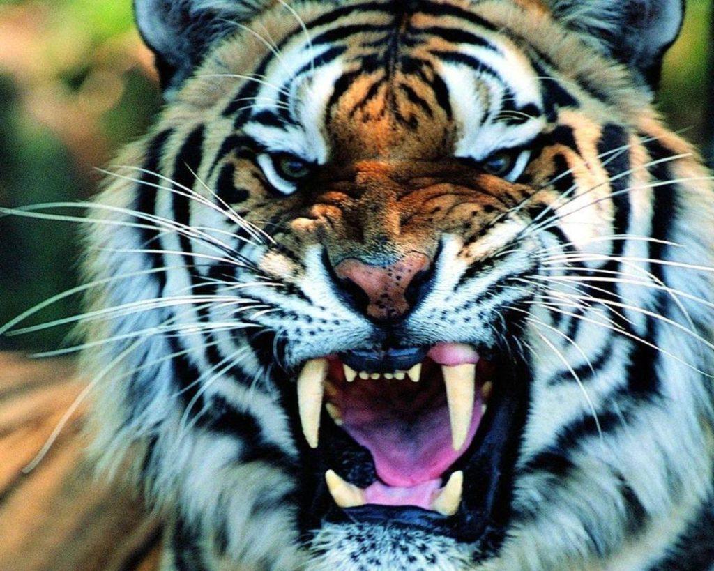 Beautiful Tiger Image Full HD. High Definition Wallpaper