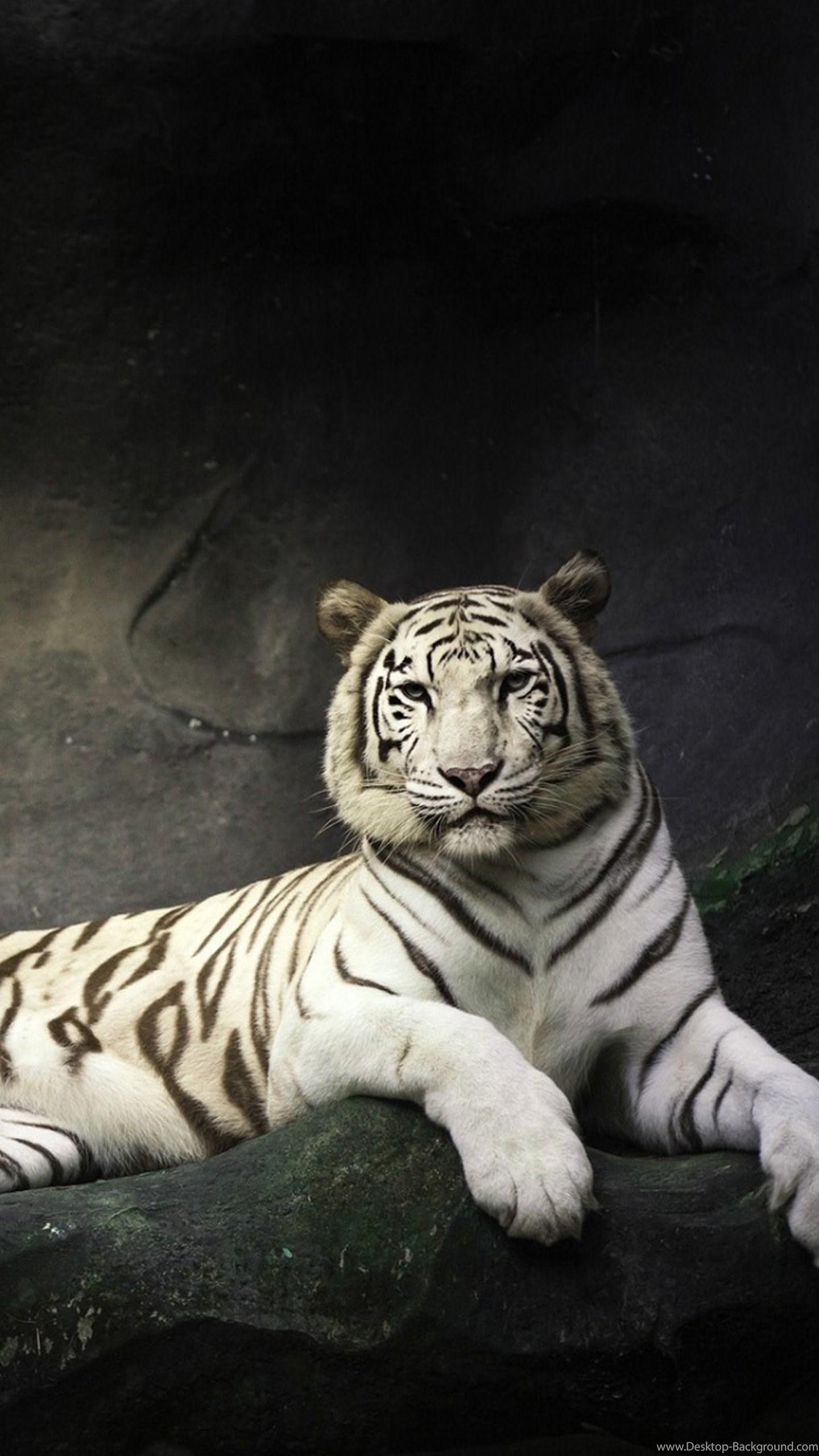 Super Beautiful White Tiger Galaxy S6 Wallpaper Desktop Background